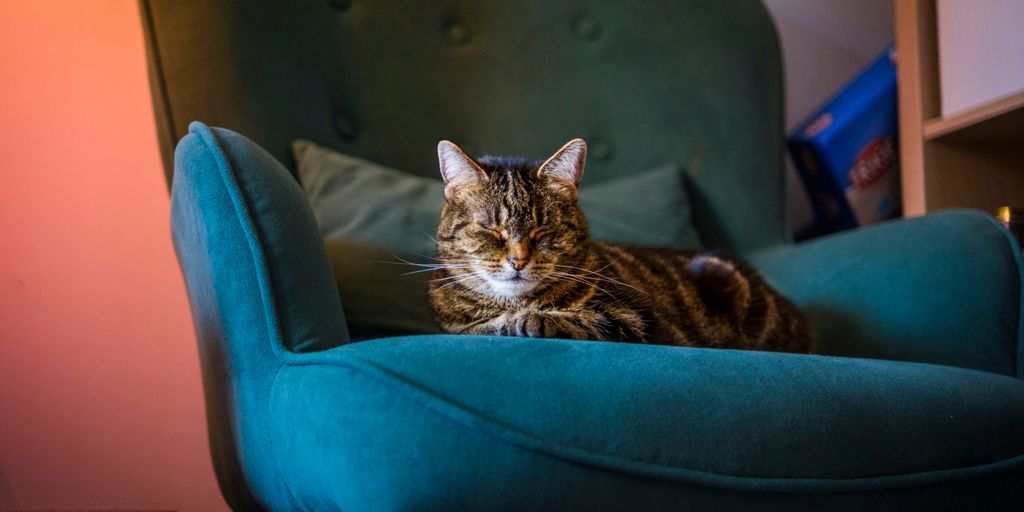 a cat sitting on a chair