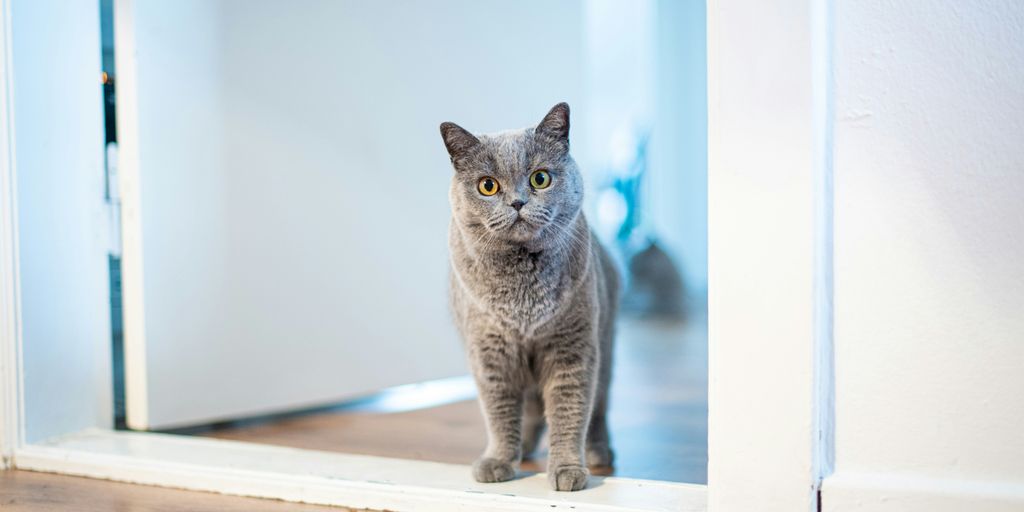 long-fur brown cat standing near opened-door door