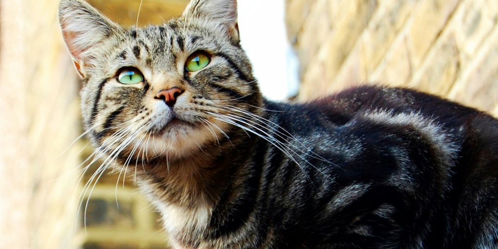 a cat with green eyes sitting on top of a roof