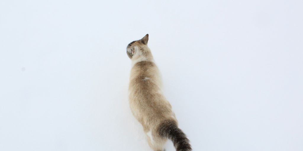 a cat standing in the snow looking up