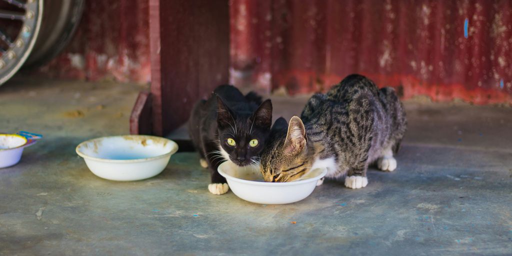 two gray and black cats eating food on white plastic pet bowl