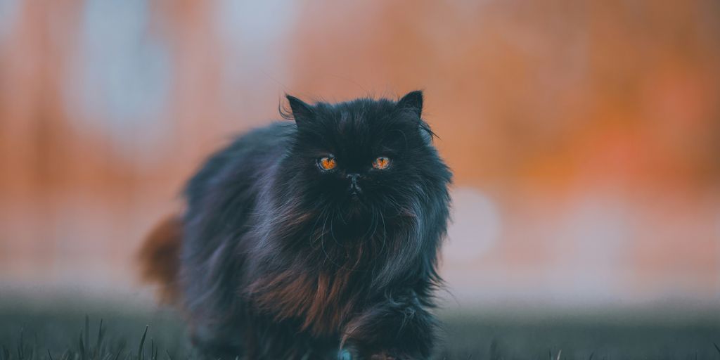 black and brown cat on green grass during daytime