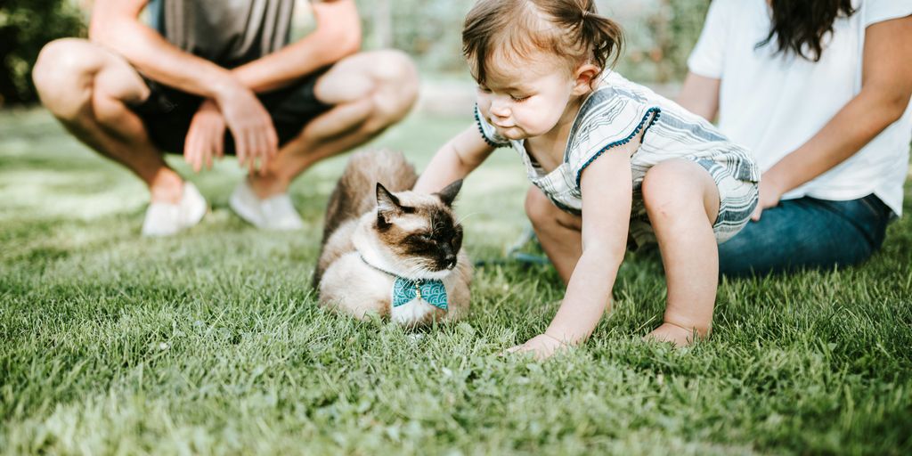 girl in blue denim dungaree sitting on green grass field with brown and white short coated