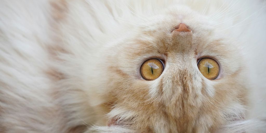 a white cat with yellow eyes laying down