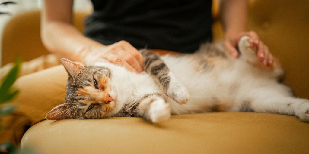 A cat that is laying down on a couch