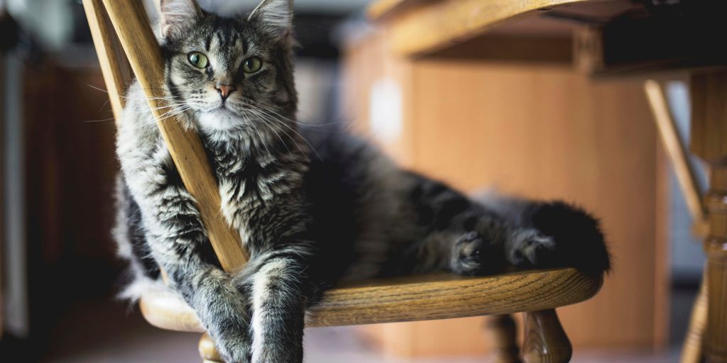 brown tabby cat on wooden windsor chair