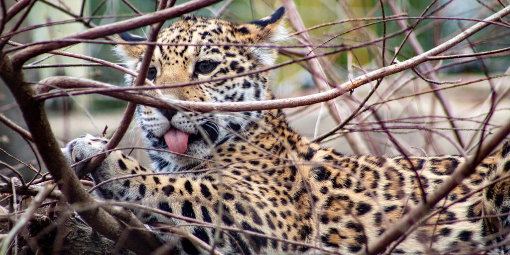 leopard on brown tree branch