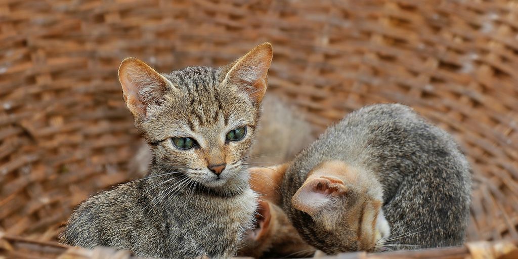 brown tabby cat and gray tabby kittens on brown wicker basket