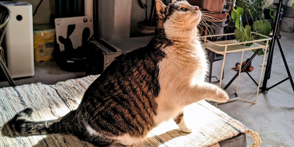 a cat sitting on top of a tv on a table