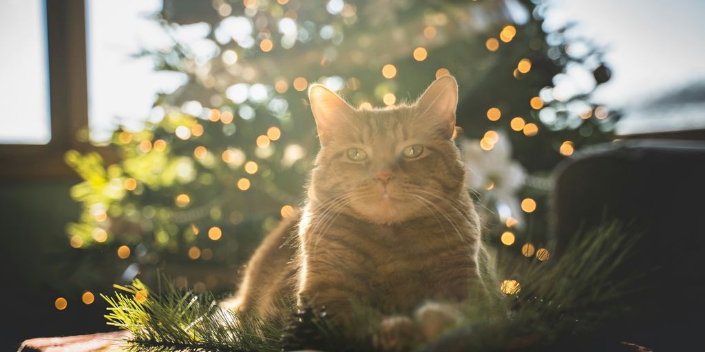 brown cat on green grass