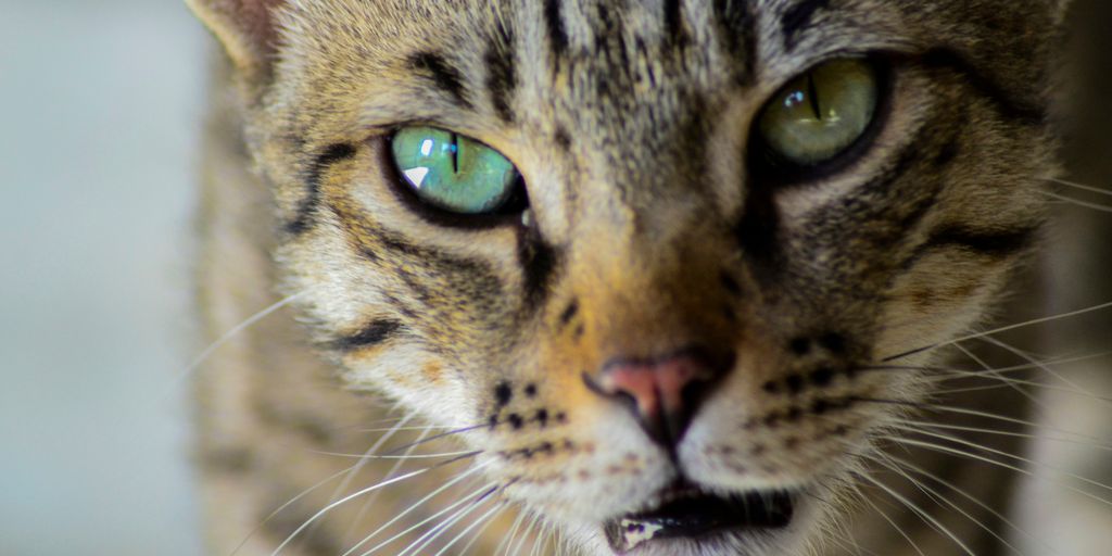 gray tabby cat in close-up photo