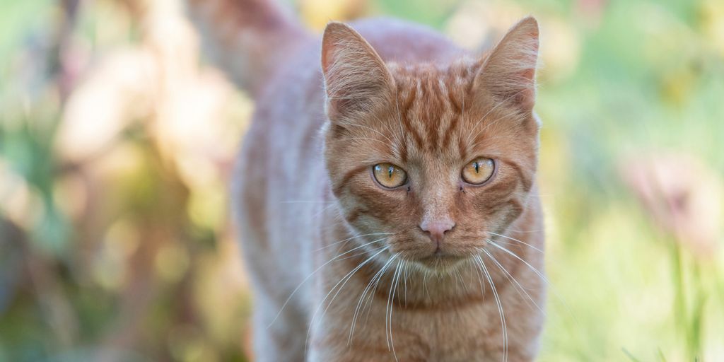 an orange cat walking in the grass with a blurry background