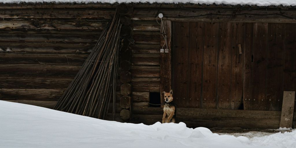 a dog standing in the snow in front of a cabin