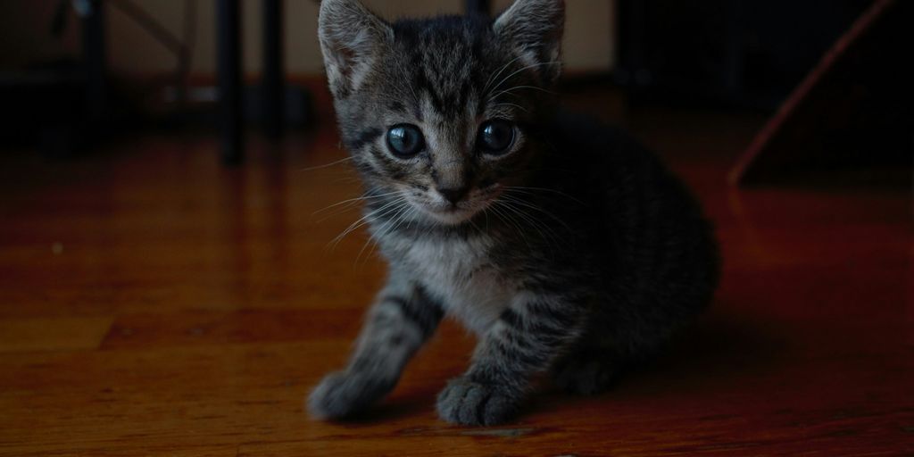 Kitten