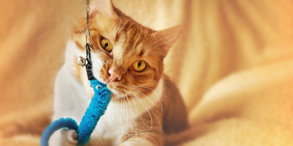 orange tabby cat on white textile