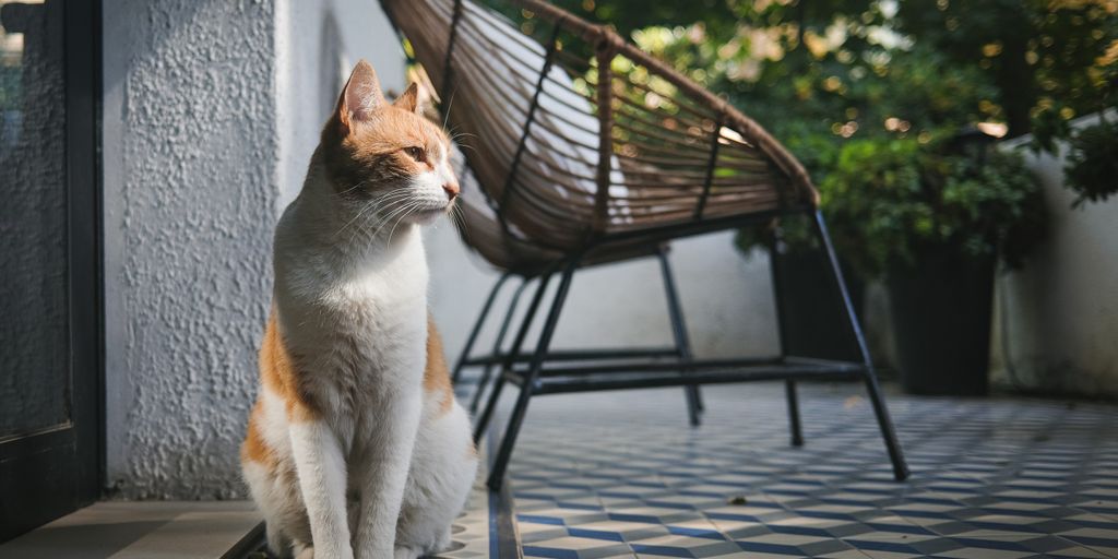 a cat sitting on a door mat in front of a chair