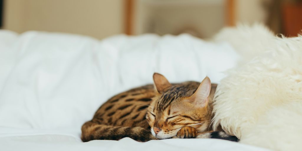 sleeping leopard kitten