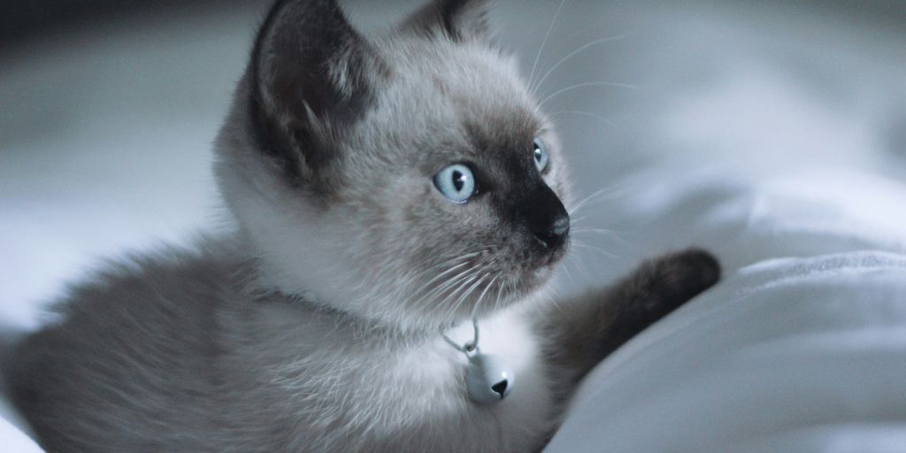 white and black short fur cat