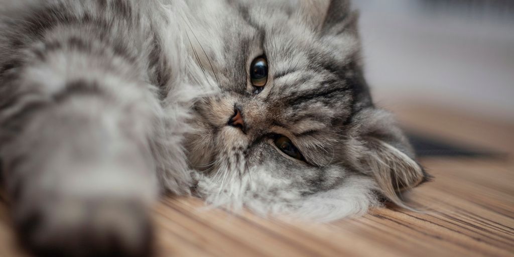 Iowa’s Persian Kittens: Finding the Fluffiest Felines