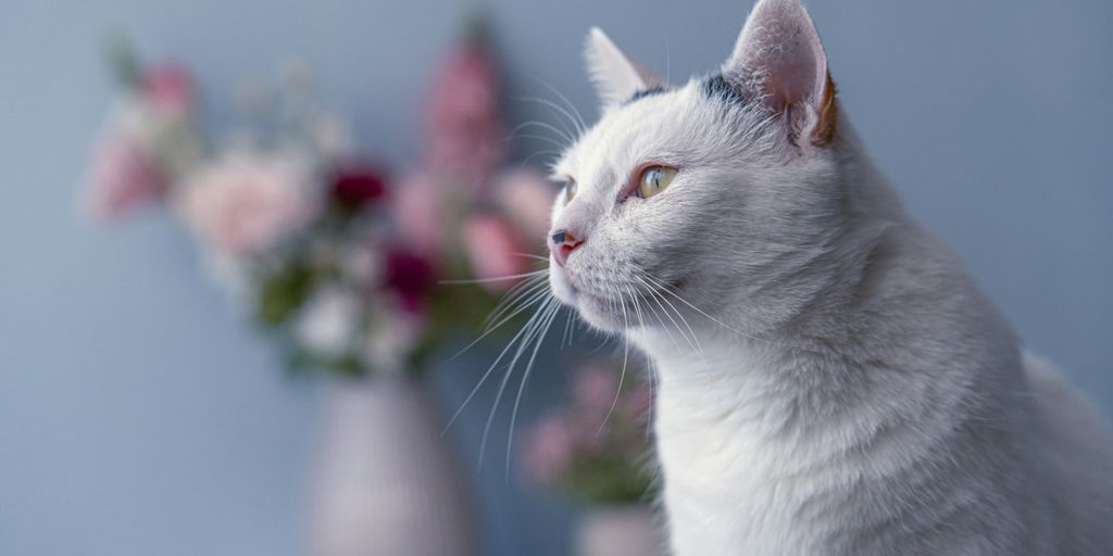 a cat looking at a vase of flowers