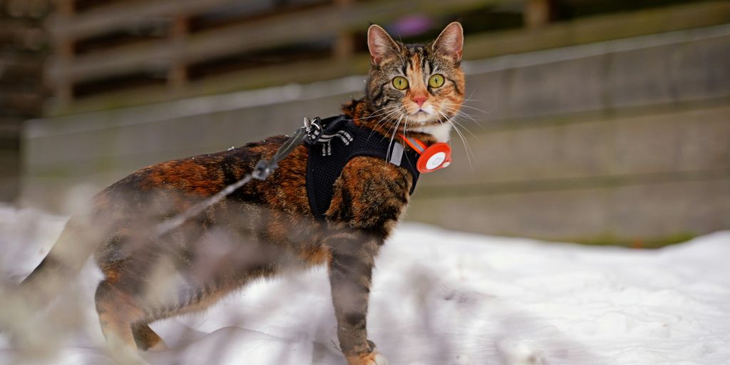 a cat wearing a harness standing in the snow