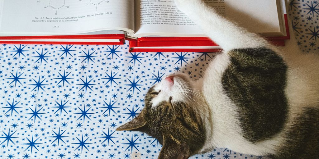 white and black cat lying on blue and white floral textile