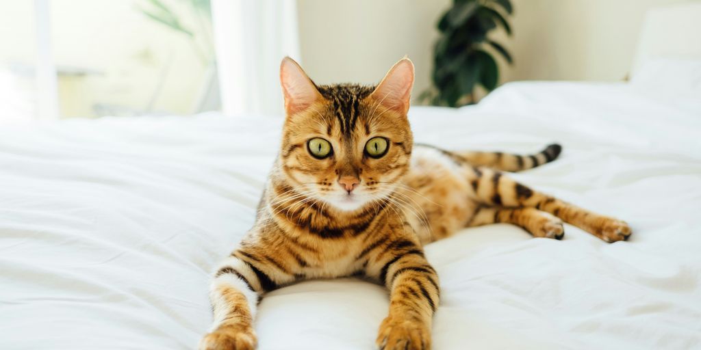 brown and black tabby cat on white comforter