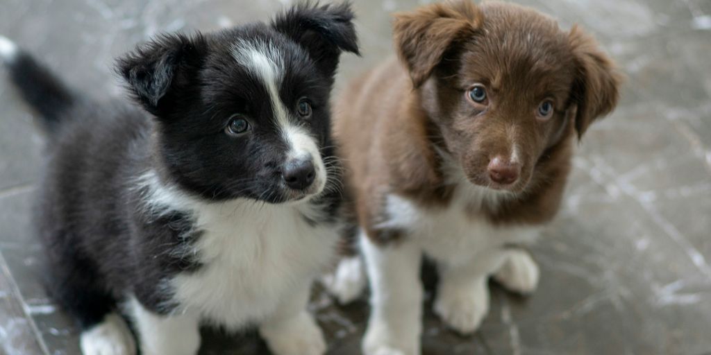 brown and white short coated puppy