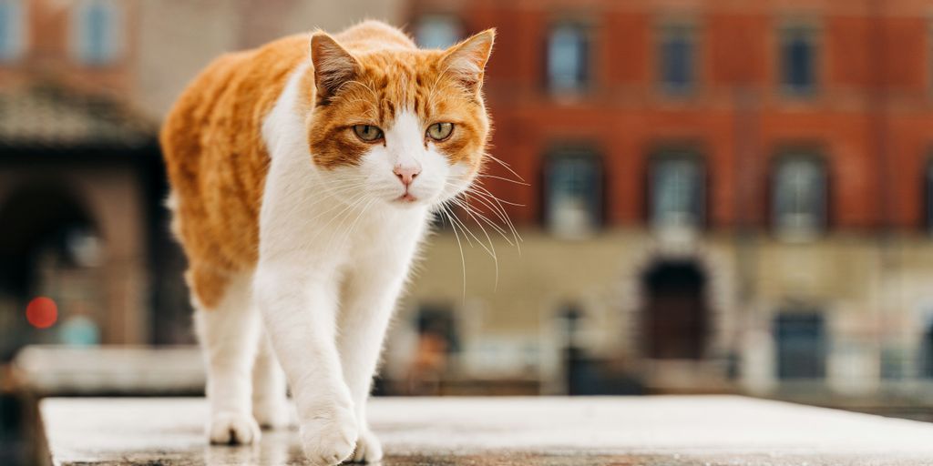 orange and white cat walking on wet floor