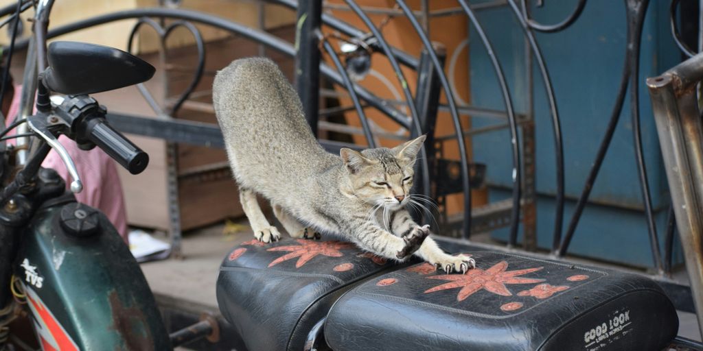 brown tabby cat on motorcycle