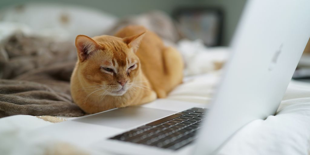 shallow focus photo of orange cat near laptop computer