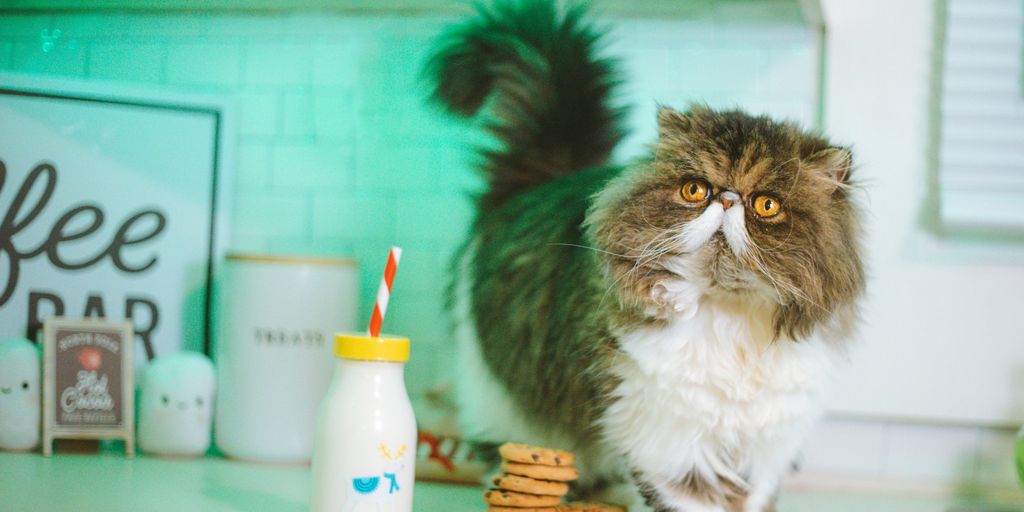 Are Cats Lactose Intolerant? Understanding Feline Digestive Sensitivities