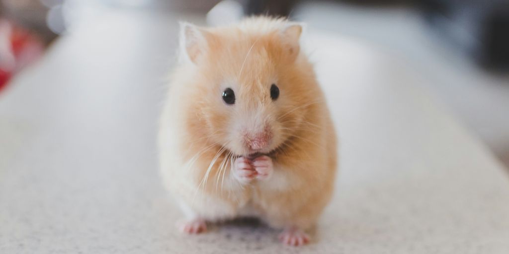 selective focus photography of brown hamster