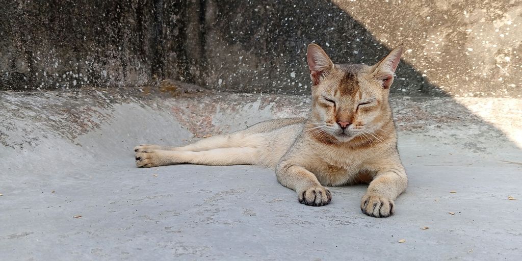 a cat that is laying down on the ground