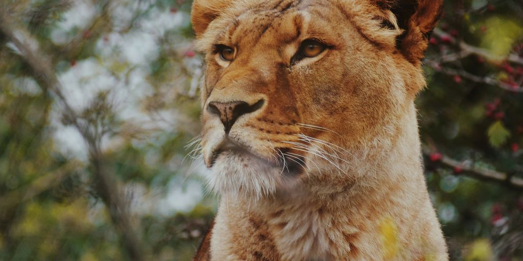 brown lioness in focus photography