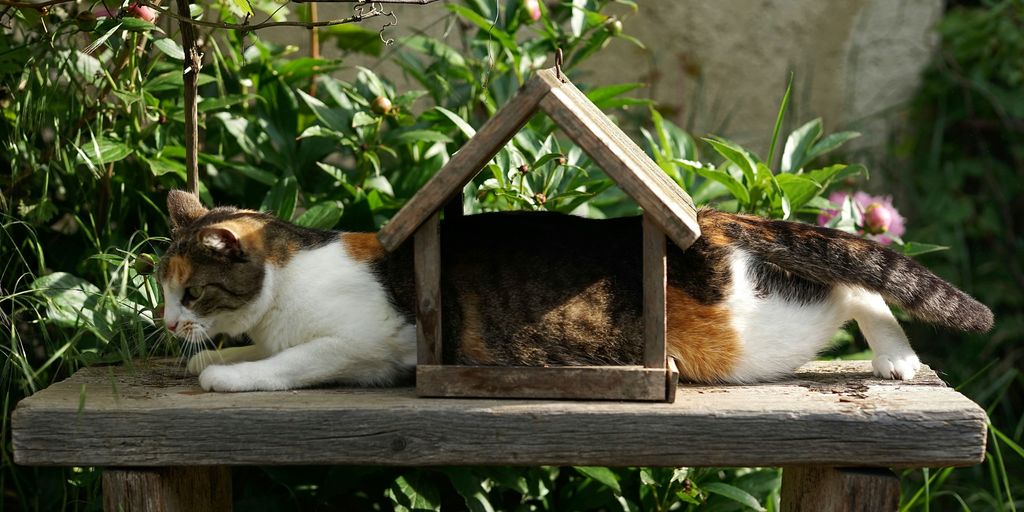 white, brown, and black cat on brown wooden table