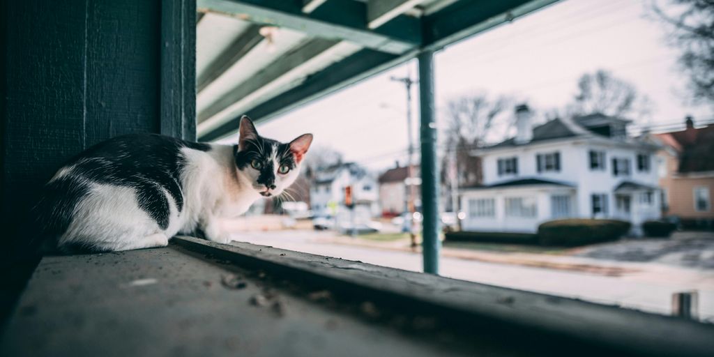 cat lying on window