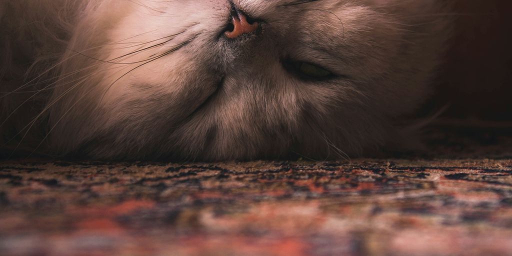 long-fur cat rolling over on floor with rug closeup photography