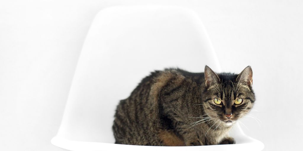 silver and black cat on white chair