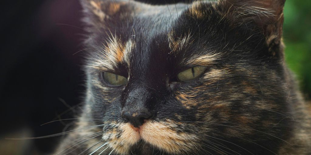 black and brown cat in close up photography