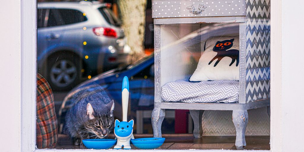 a cat sitting in a window with a blue bowl