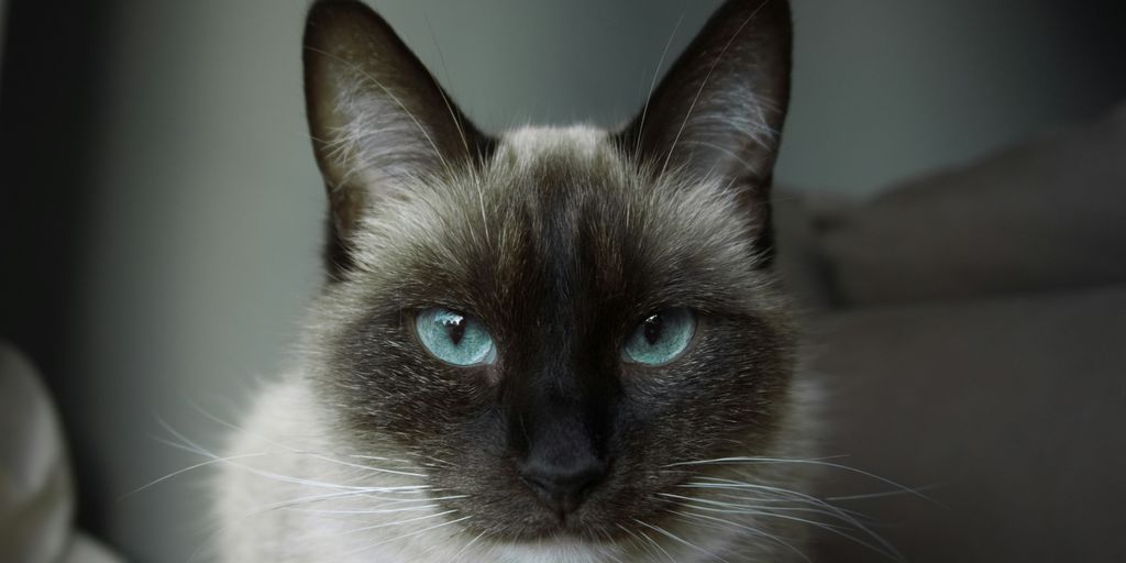 closeup photo of white and black siamese cat