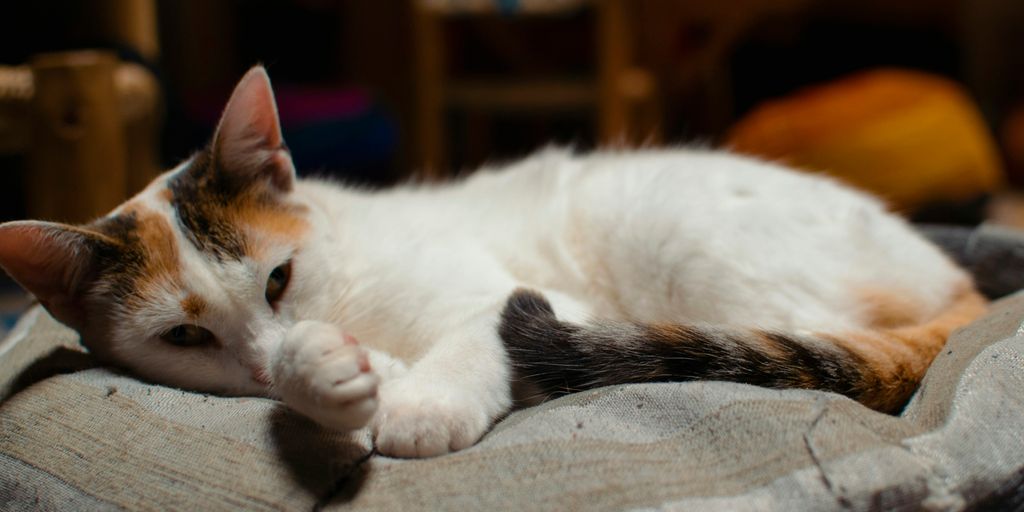 white and brown cat lying on gray textile