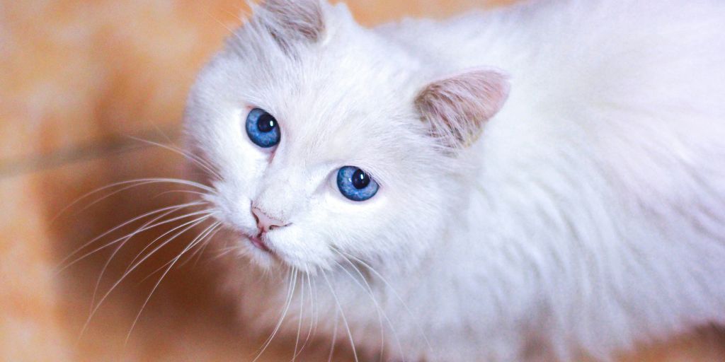 closeup photo of white cat on floor