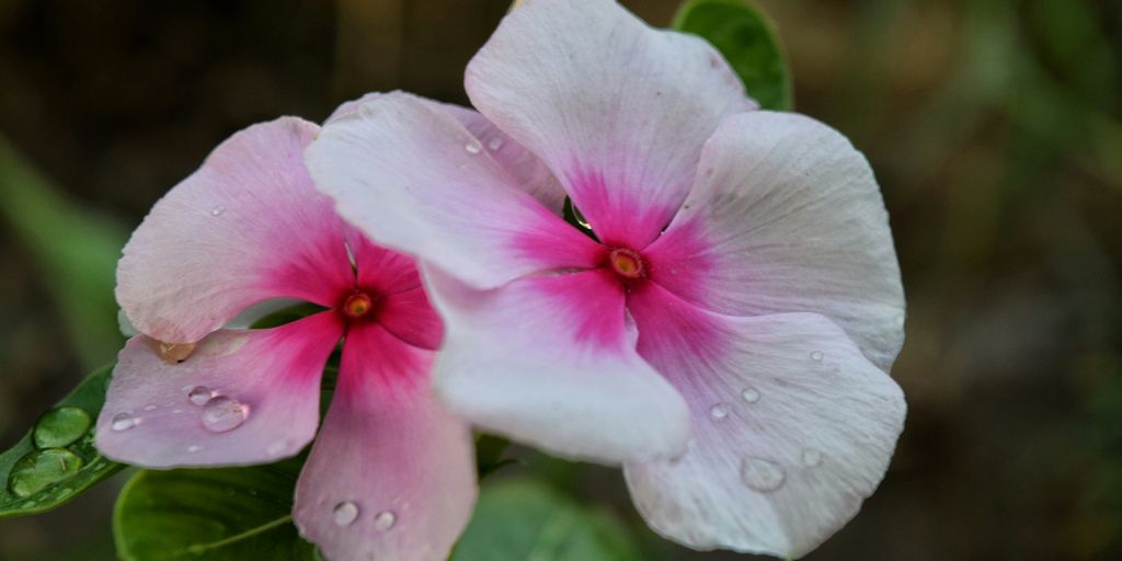 pink and white flower in macro shot