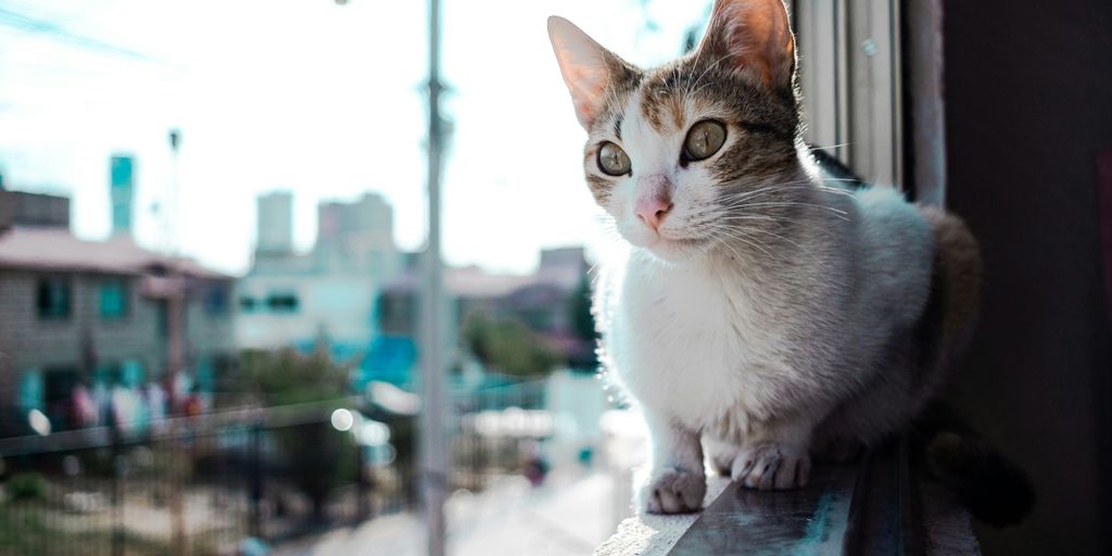 cat sitting in window