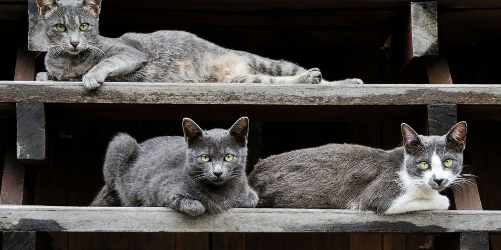 a group of cats sitting on top of a wooden shelf