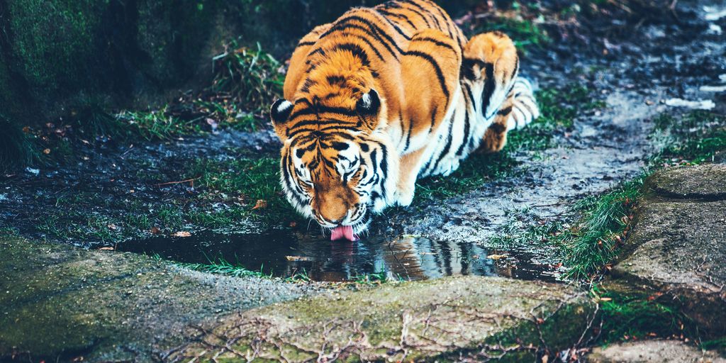 brown tiger drinking water