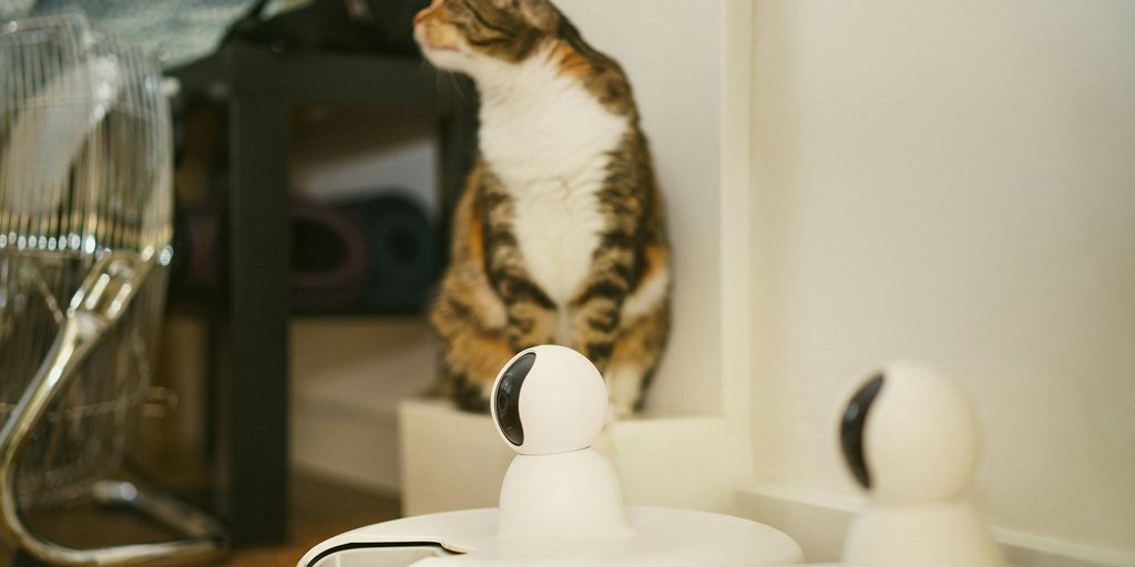 Tech Tails: Monitoring Your Cat’s Health with Modern Tools