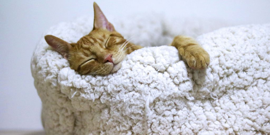 orange tabby cat sleeping on white pet bed